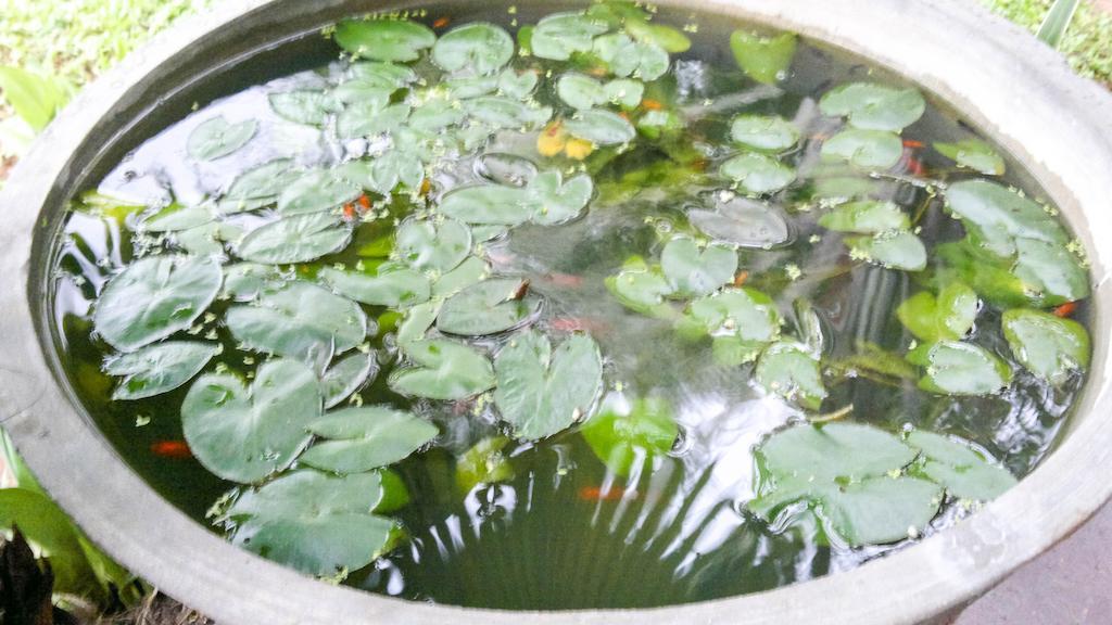 Serendib Guest House ネゴンボ エクステリア 写真